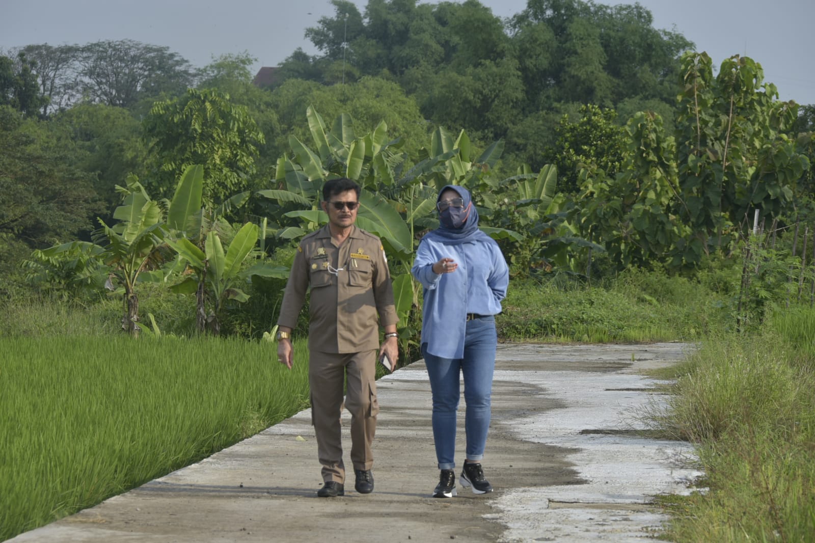 Mentan SYL dan Bupati Klaten Sri Mulyani mengecek lahan pertanaman padi IP 400 di Desa Tegalgondo, Wonosari, Klaten,  Jateng, Sabtu (18/6).