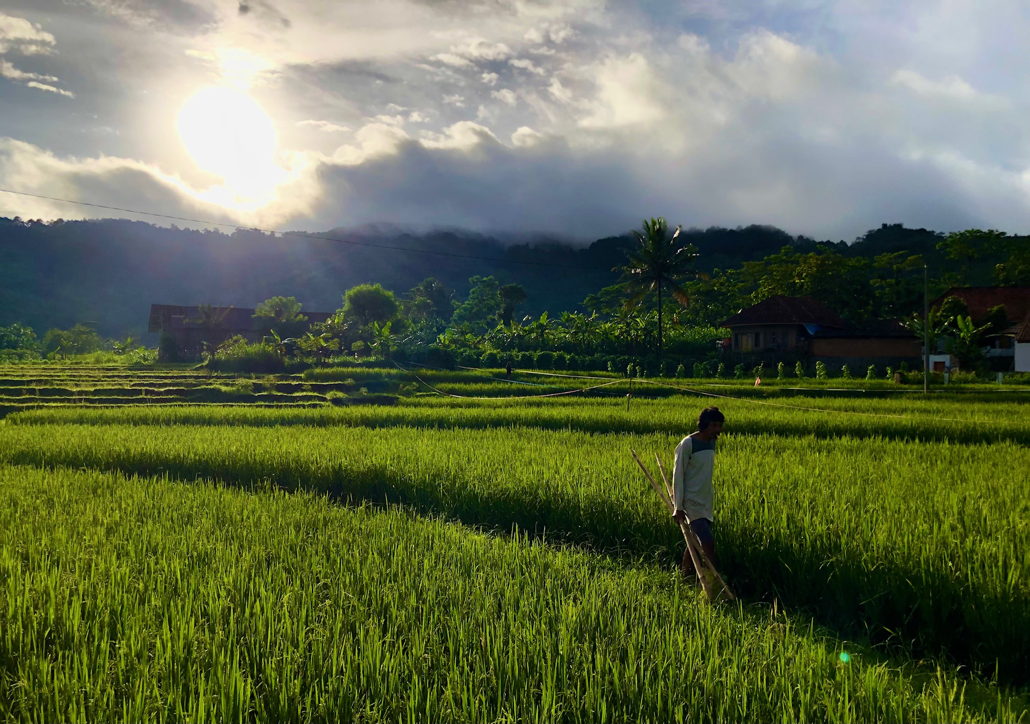Hamparan sawah siap panen padi.