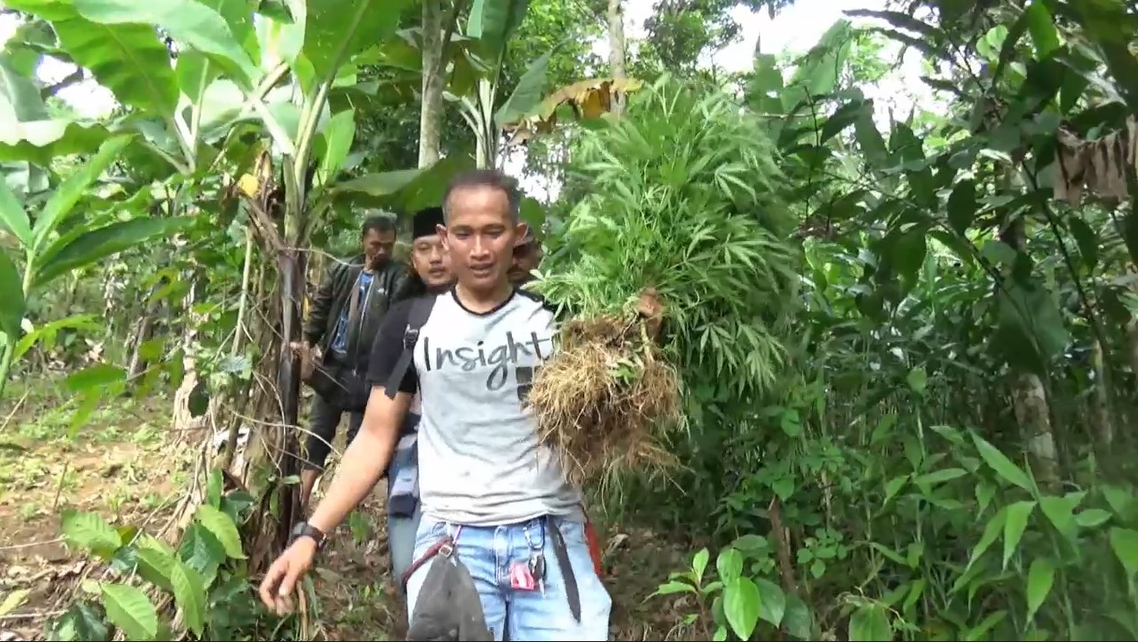 Ladang Ganja Seluas 10 Hektare Ditemukan di Perbatasan Cianjur-Sukabumi