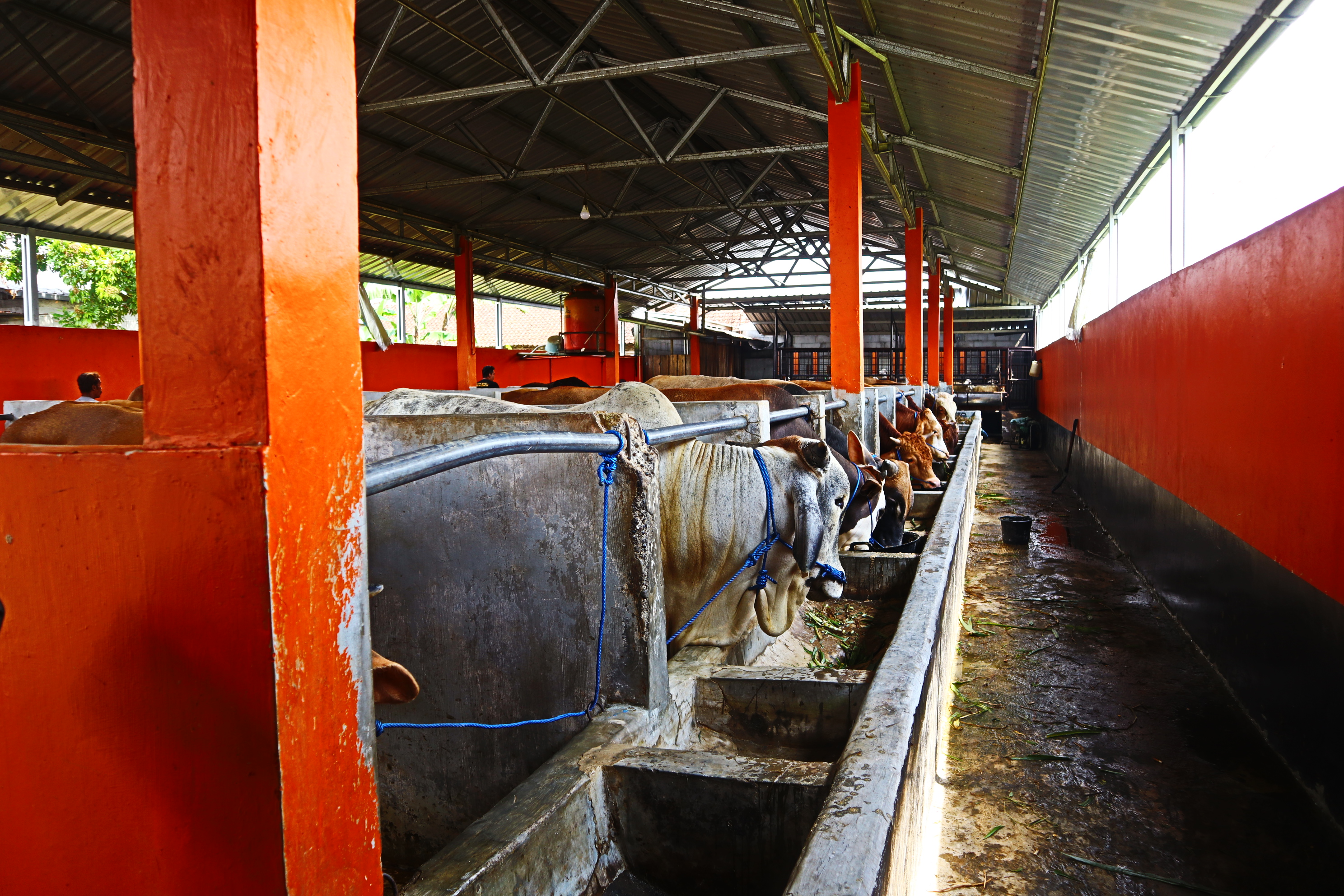 Peternak melakukan perawatan sapi di kandang daerah Sokaraja, Kabupaten Banyumas, Jawa Tengah, Minggu (19/6). 