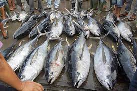 Tangkapan Ikan Tuna di Pantai Lebak Selatan Melimpah