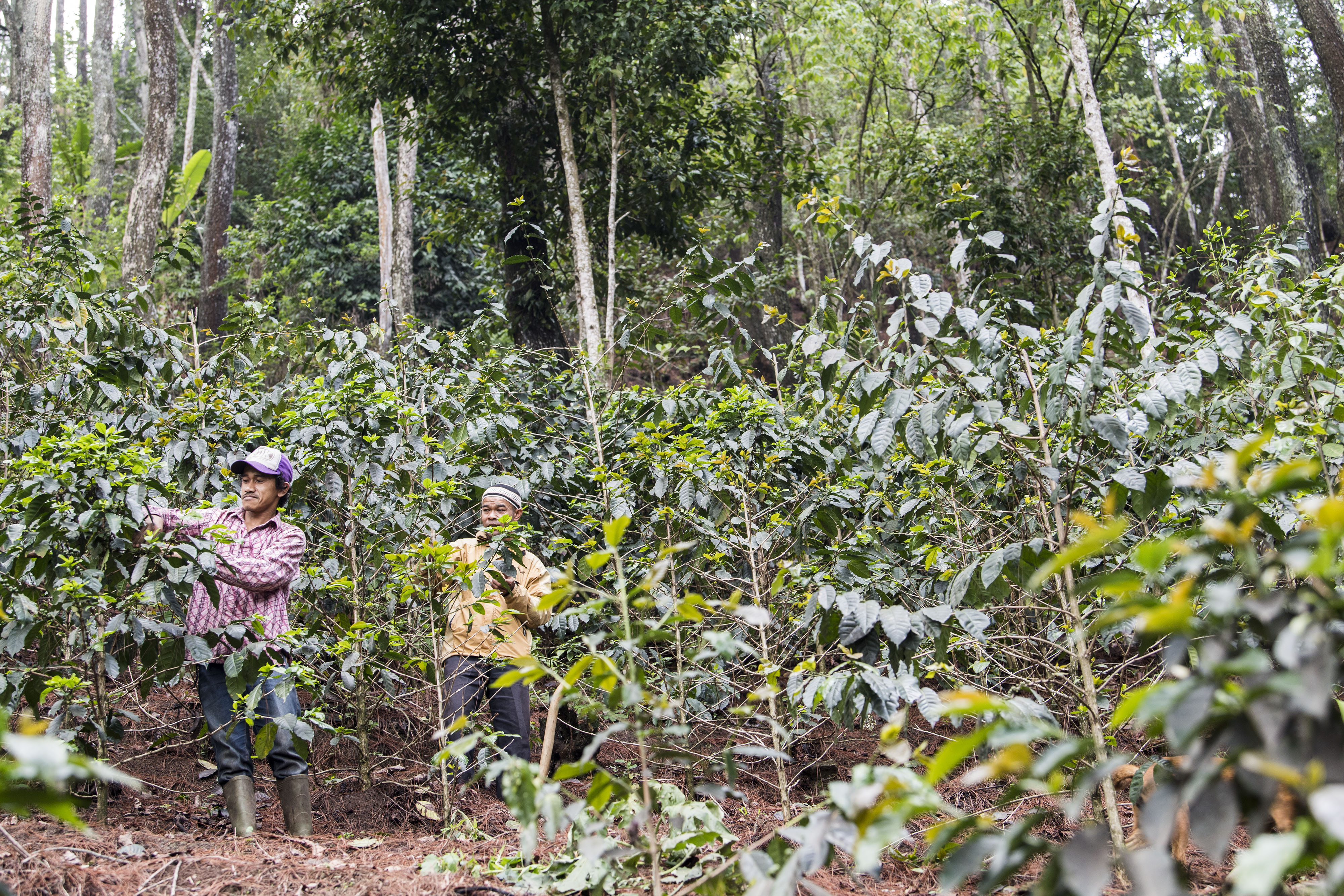 Ilustrasi perhutanan sosial: Petani melakukan perawatan lahan perkebunan kopi di Cimaung, Gunung Puntang, Kabupaten Bandung