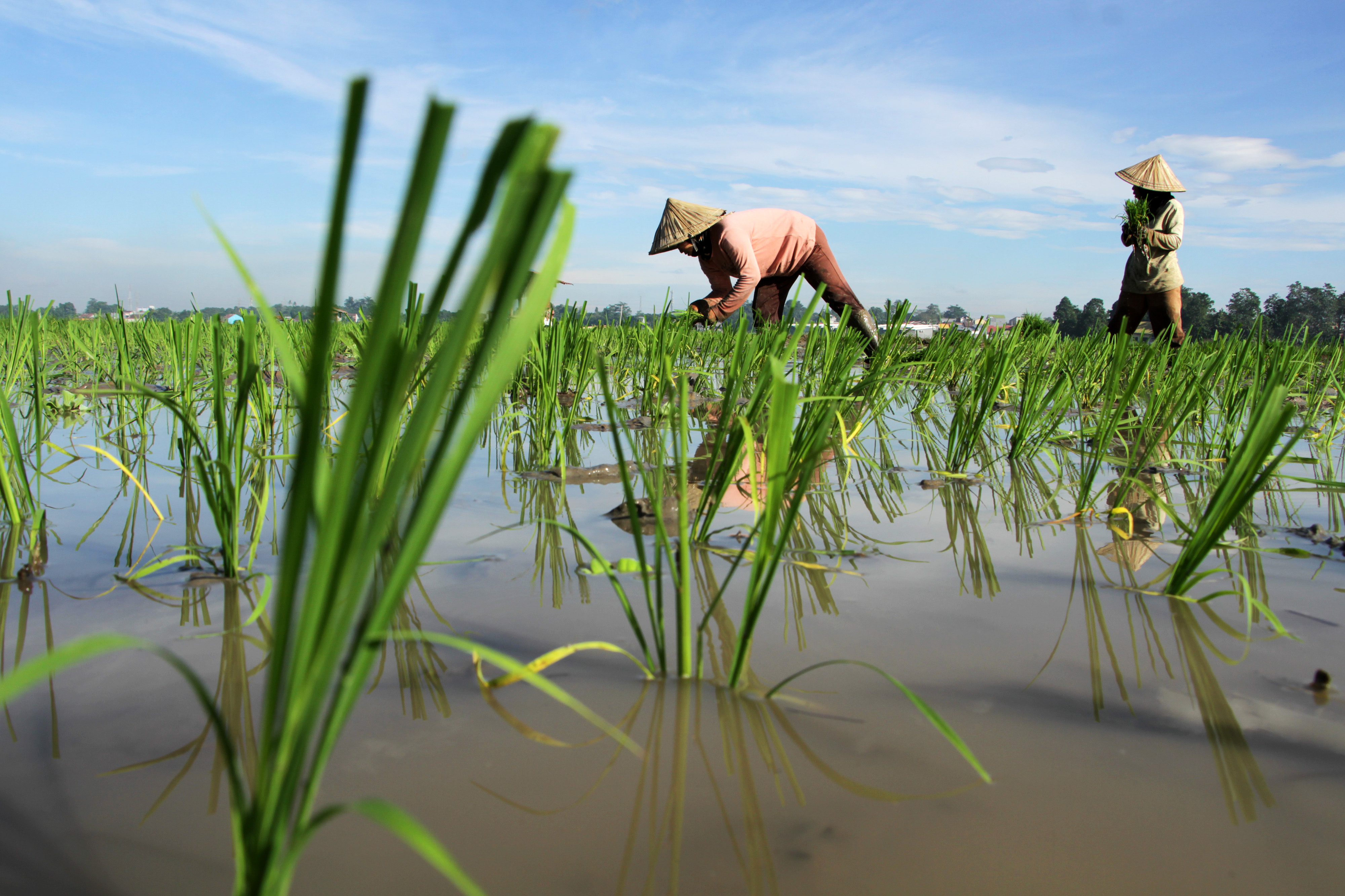 Ilustrasi petani menanam padi