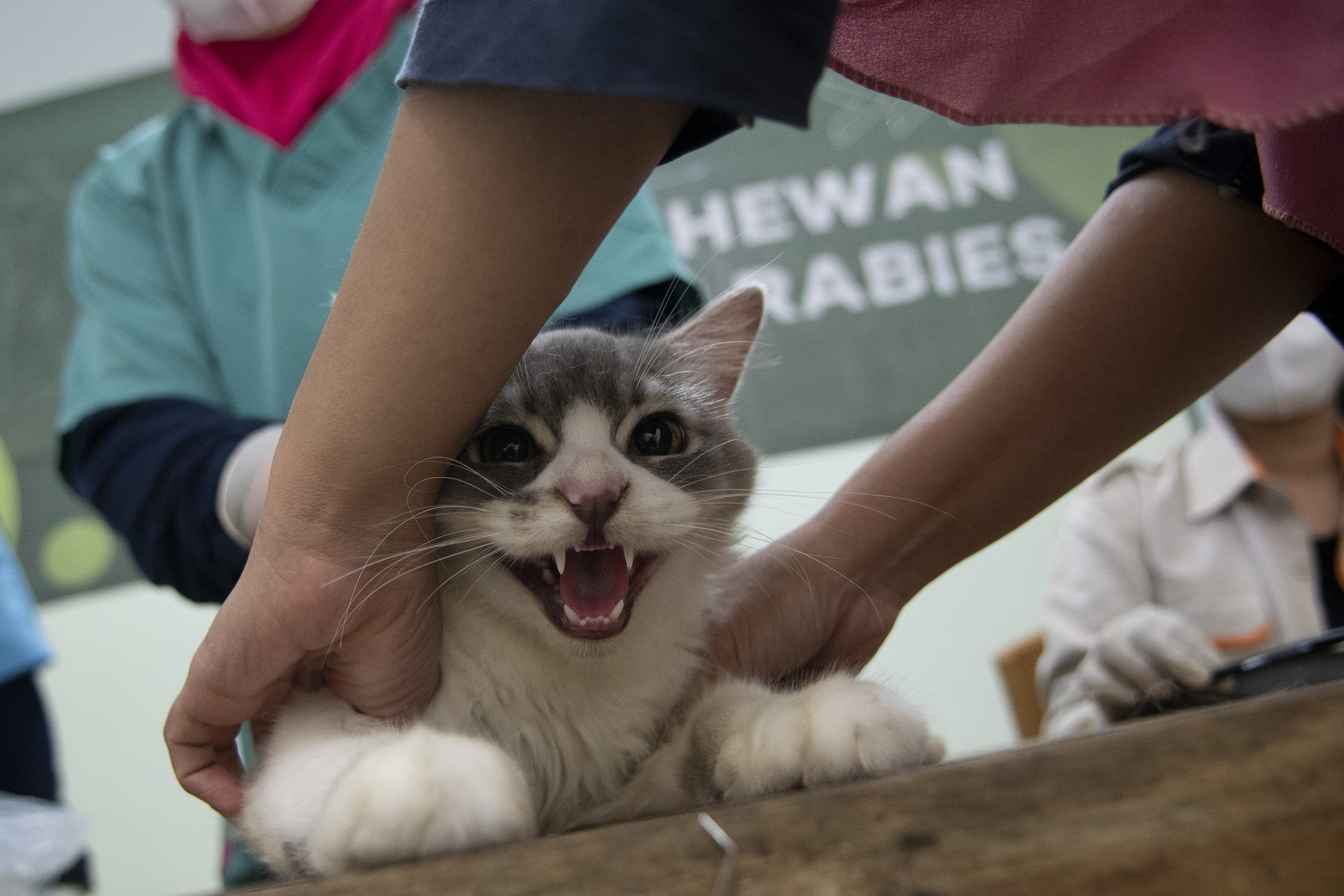 Vaksinator bersiap menyuntikkan vaksin rabies ke kucing di halaman Kantor Kelurahan Menteng, Jakarta.