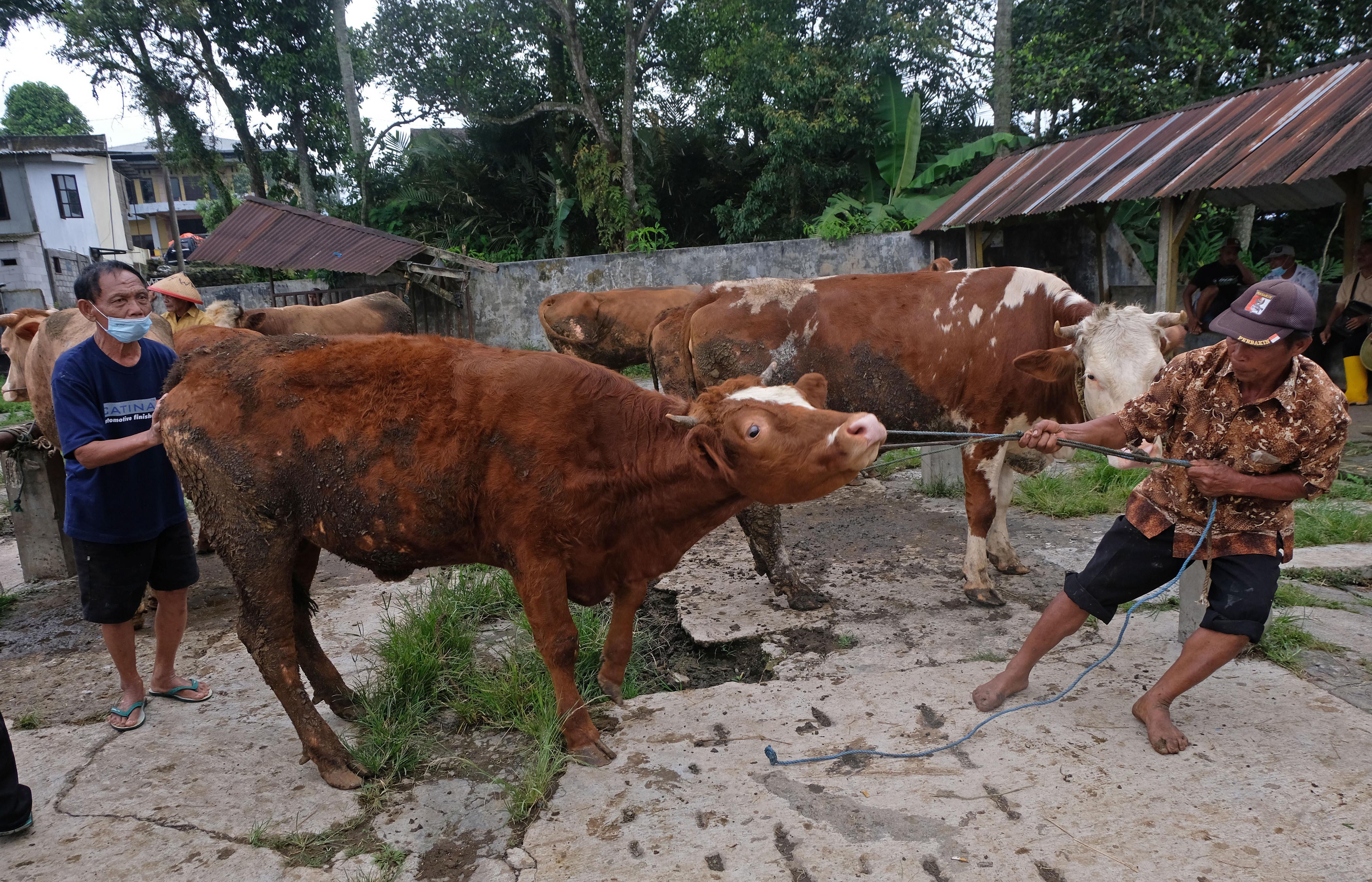 Ilustrasi pedagang menggiring sapi di tengah penyebaran wabah PMK.