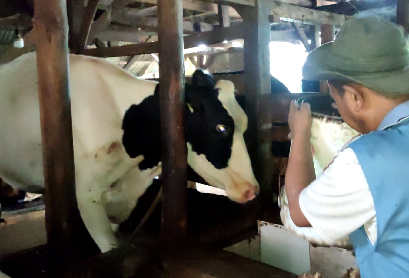 Peternak di Lembang Cekoki Sapi dengan Ramuan Khusus untuk Sembuhkan PMK