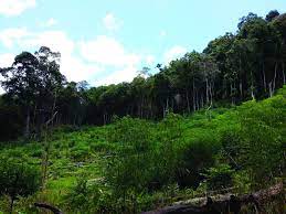 Hutan yang dikelola warga Desa Kubung ditanami tanaman pangan.