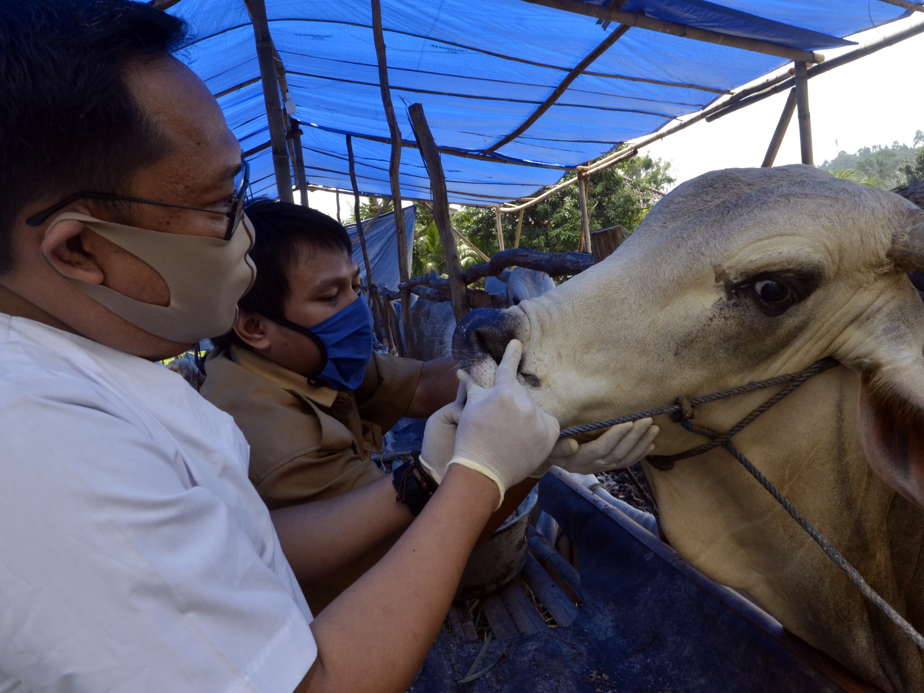Petugas Dinas Pertanian Ketahanan Pangan dan Perikanan memeriksa kondisi kesehatan sapi saat pemeriksaan hewan kurban di Bandar Lampung.