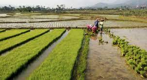 BRIN: Pemanfaatan Sains dan Data Sektor Pertanian Didorong untuk Tingkatkan Produktivitas