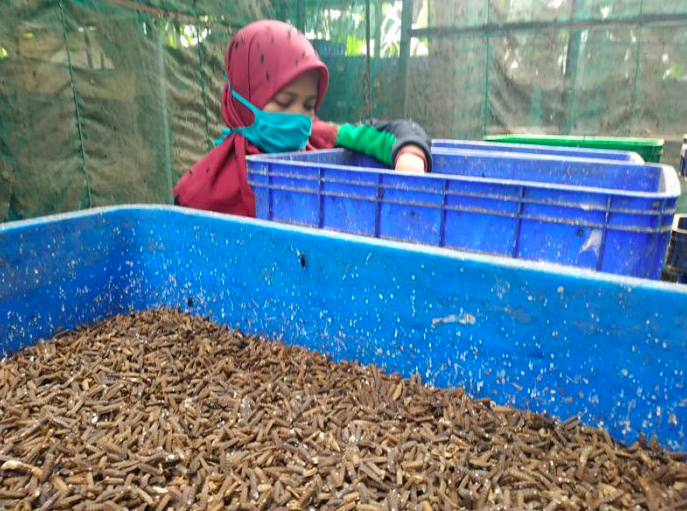 Staf Biomagg memeriksa bak-bak plastik berisi larva lalat (maggot/belatung).