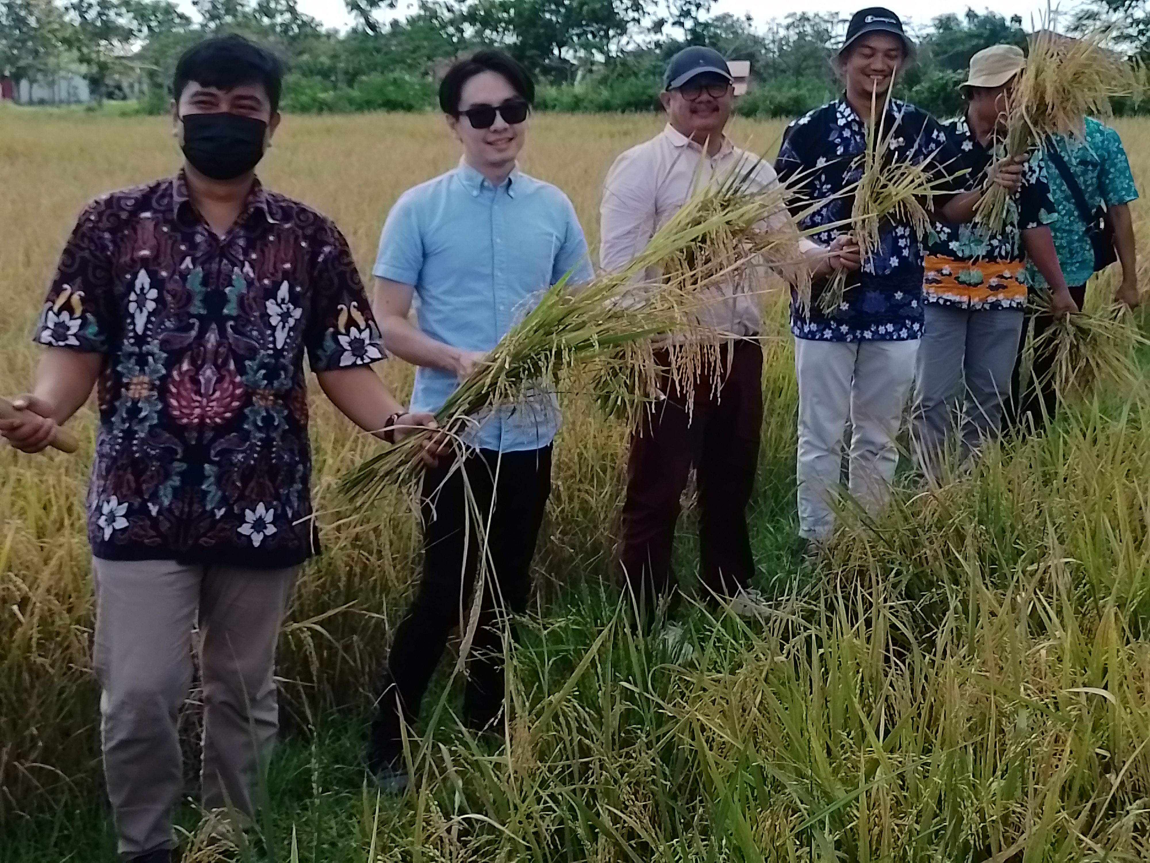 Panen hasil uji coba penggunaan pupuk karbon bahan dasar batu bara di Klaten 