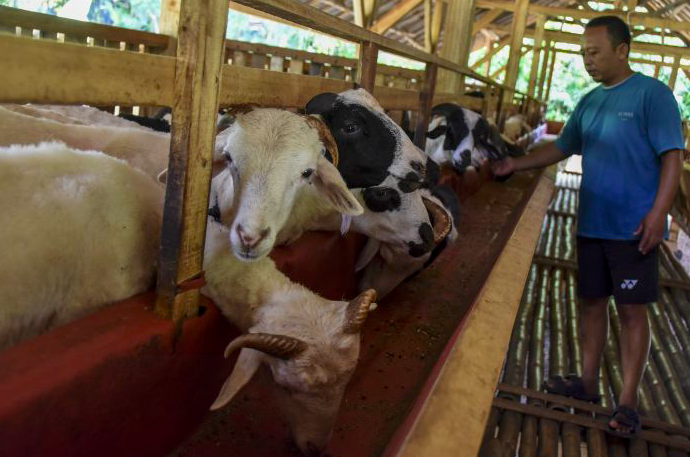 Peternak memberi asupan tambahan dan mengisolasi hewan ternaknya untuk mencegah penyebaran PMK.p