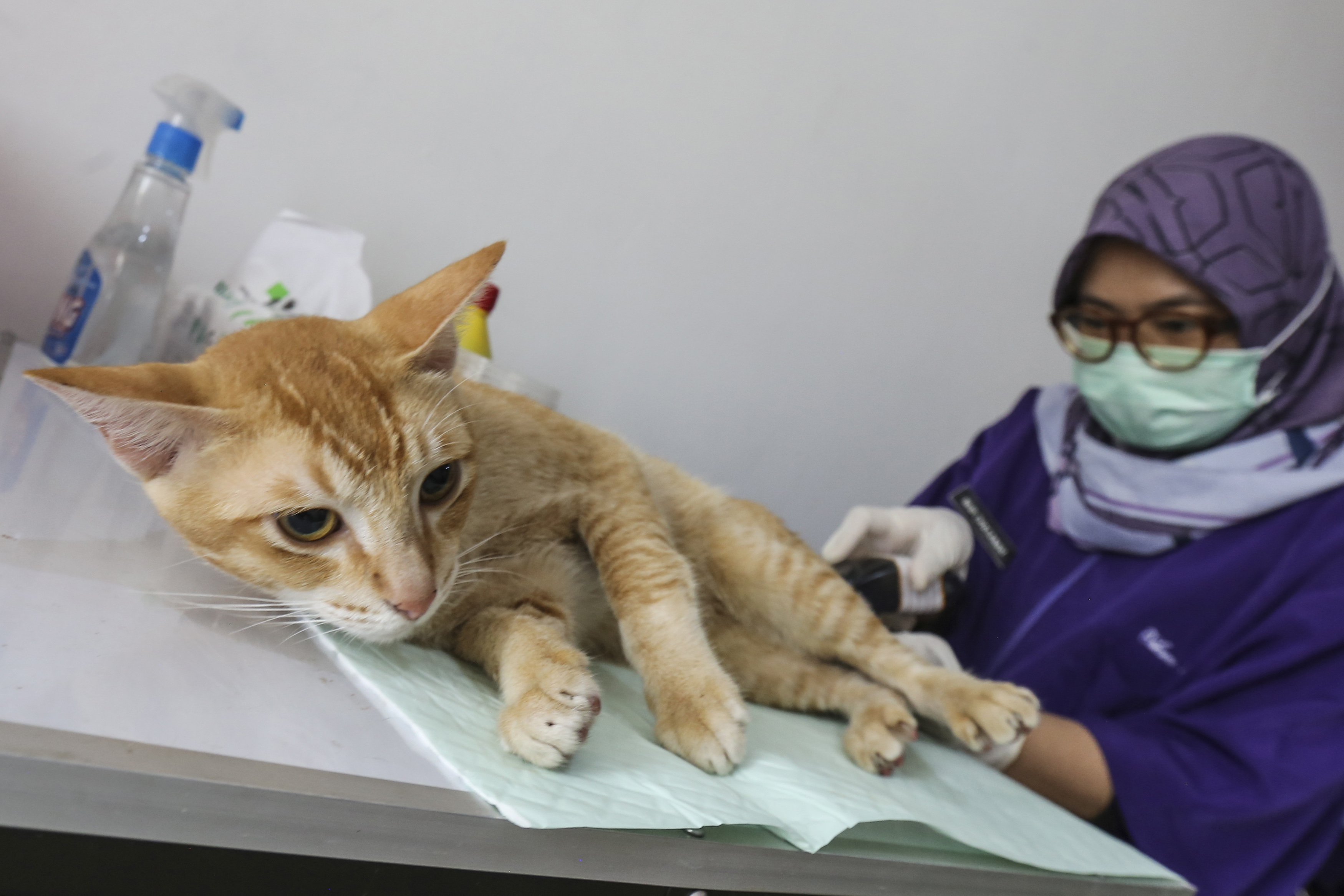 Dokter hewan melakukan sterilisasi kepada kucing peliharaan warga di Alun-Alun Kota Depok, Depok, Jawa Barat.