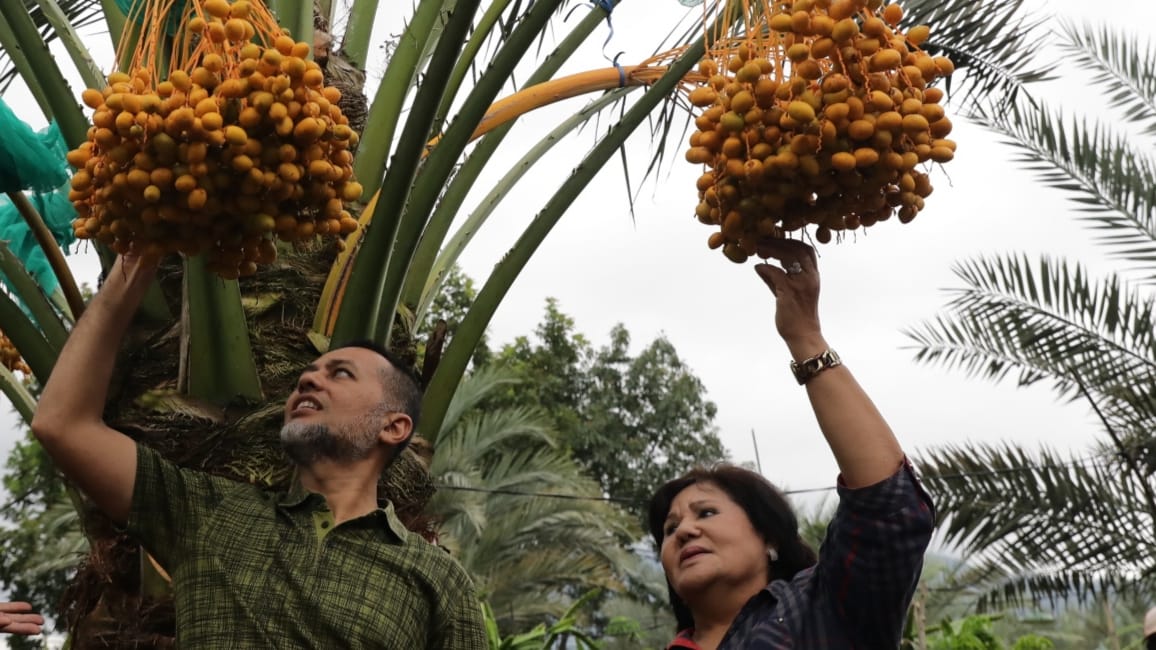 Wakil Gubernur Sumut Musa Rajekshah (kiri) dan Bupati Karo Cory Sebayang berada di kebun buah kurma di Desa Kutambaru, Kecamatan Tiganderket