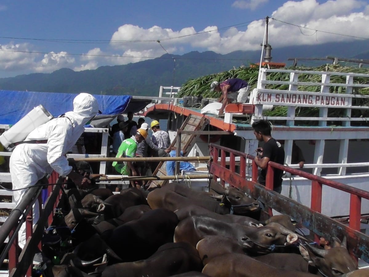 Balai Karantina Kesehatan Hewan Denpasar mengawal pengiriman ratusan sapi Bali ke Jakarta, Rabu (25/5).