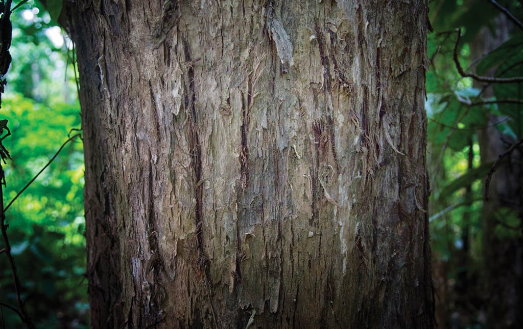 Jejak cakaran Harimau Sumatra