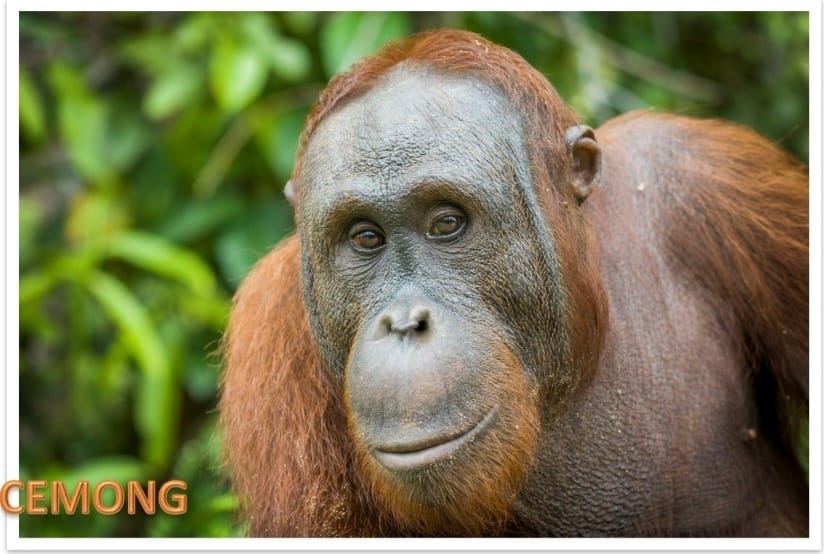 Salah satu orangutan yang dilepasliarkan di Kawasan Taman Nasional Bukit Baka Bukit Raya, Cemong.