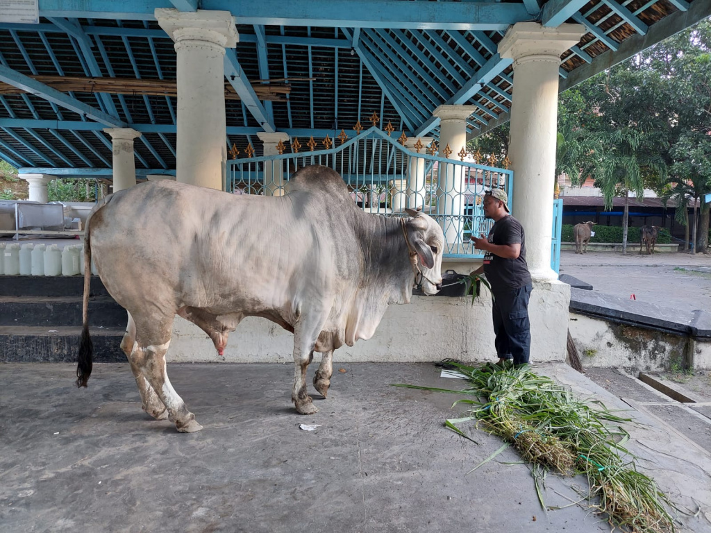 Ilustrasi sapi kurban