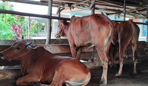 Sempat Kena PMK, 85 Persen Sapi di Bangka Tengah Telah Sembuh