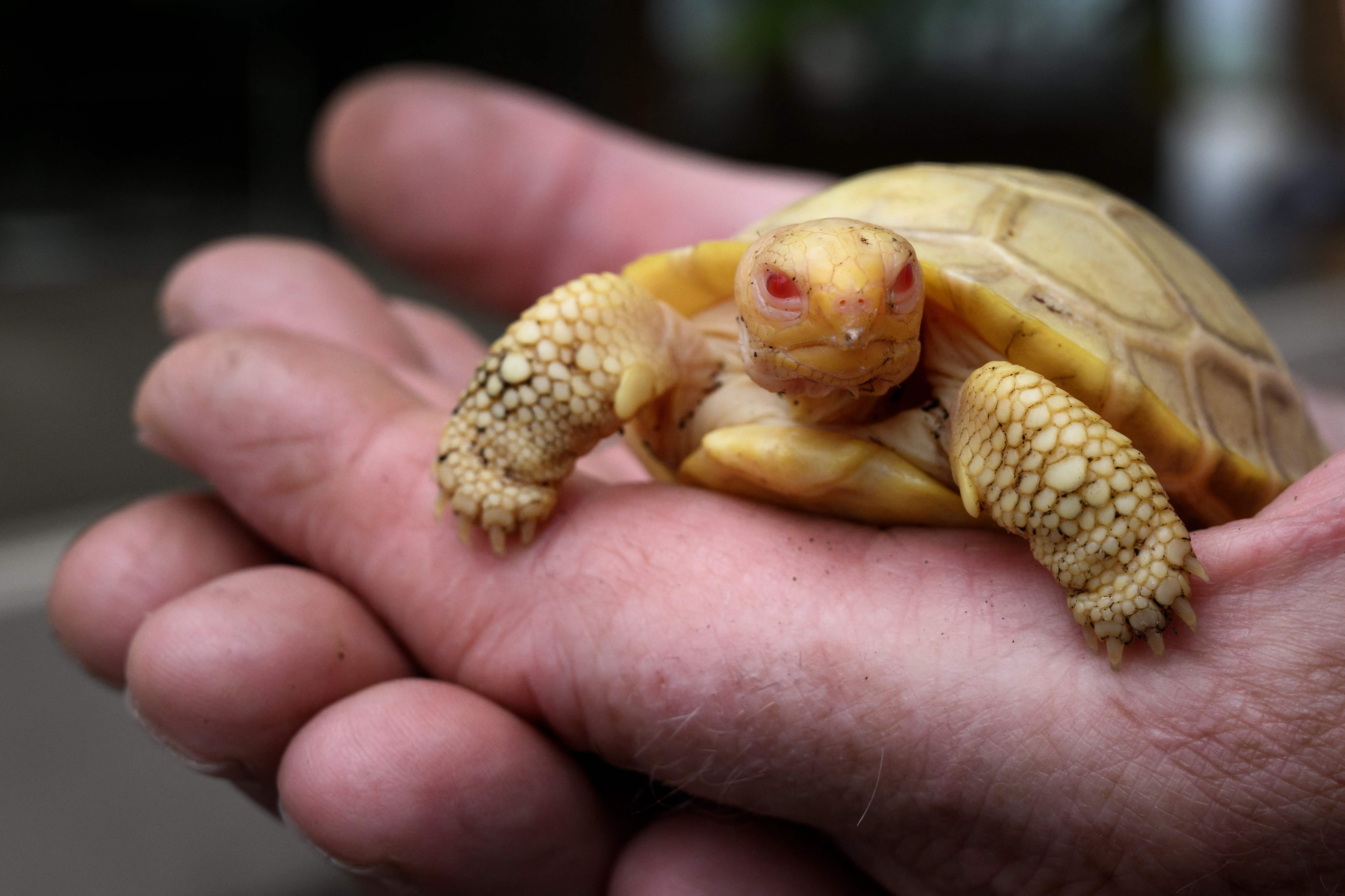 Kura-kura raksasa Galapagos albino terlihat di telapak tangan penjaga kebun binatang di Swiss.