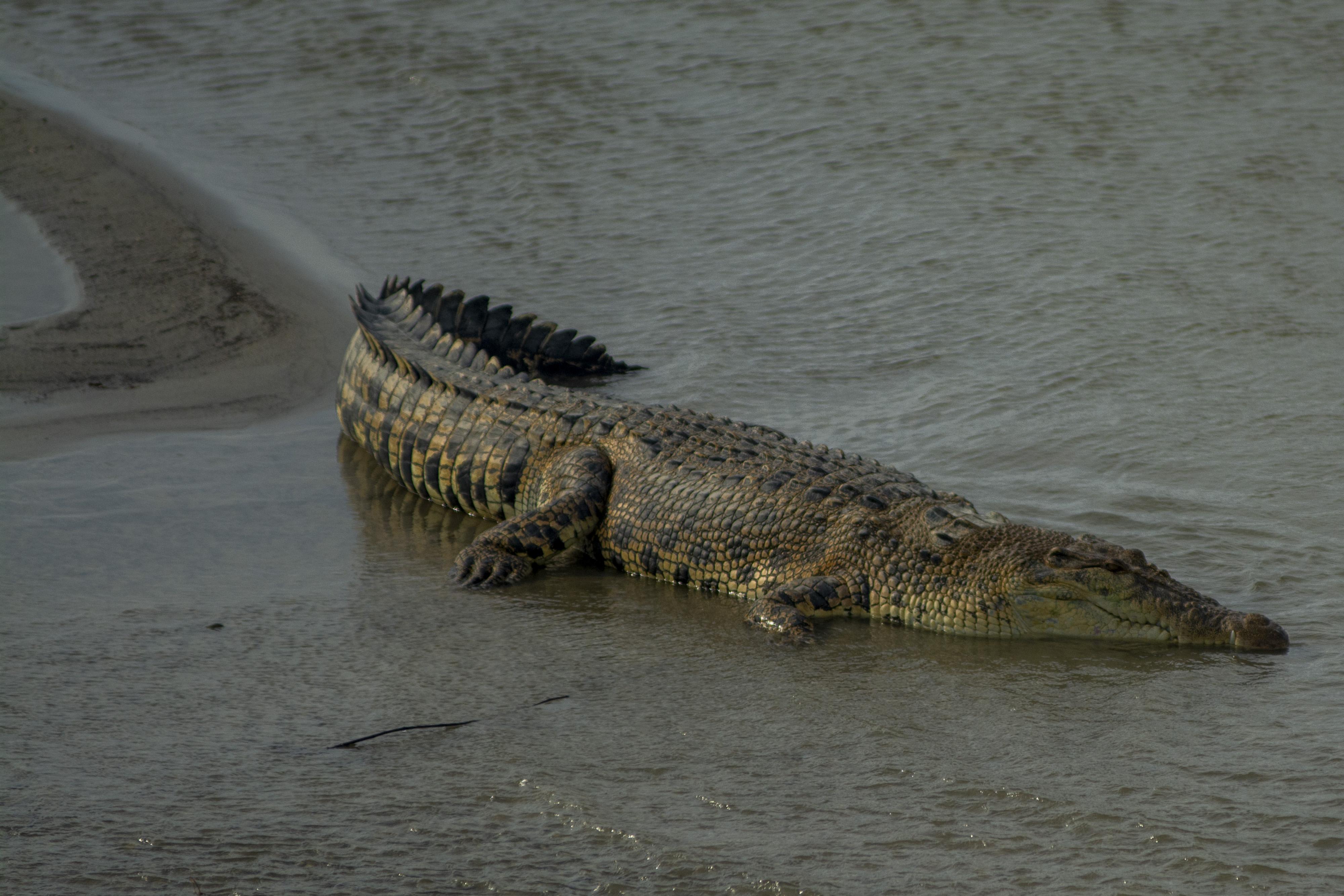  Seekor buaya liar berjemur di gundukan pasir di Sungai Palu, Palu, Sulawesi Tengah, Senin (11/4/2022)