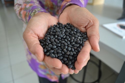 Ditargetkan dalam dua tahun ke depan turunan Mallika ini bisa menjadi varietas baru.