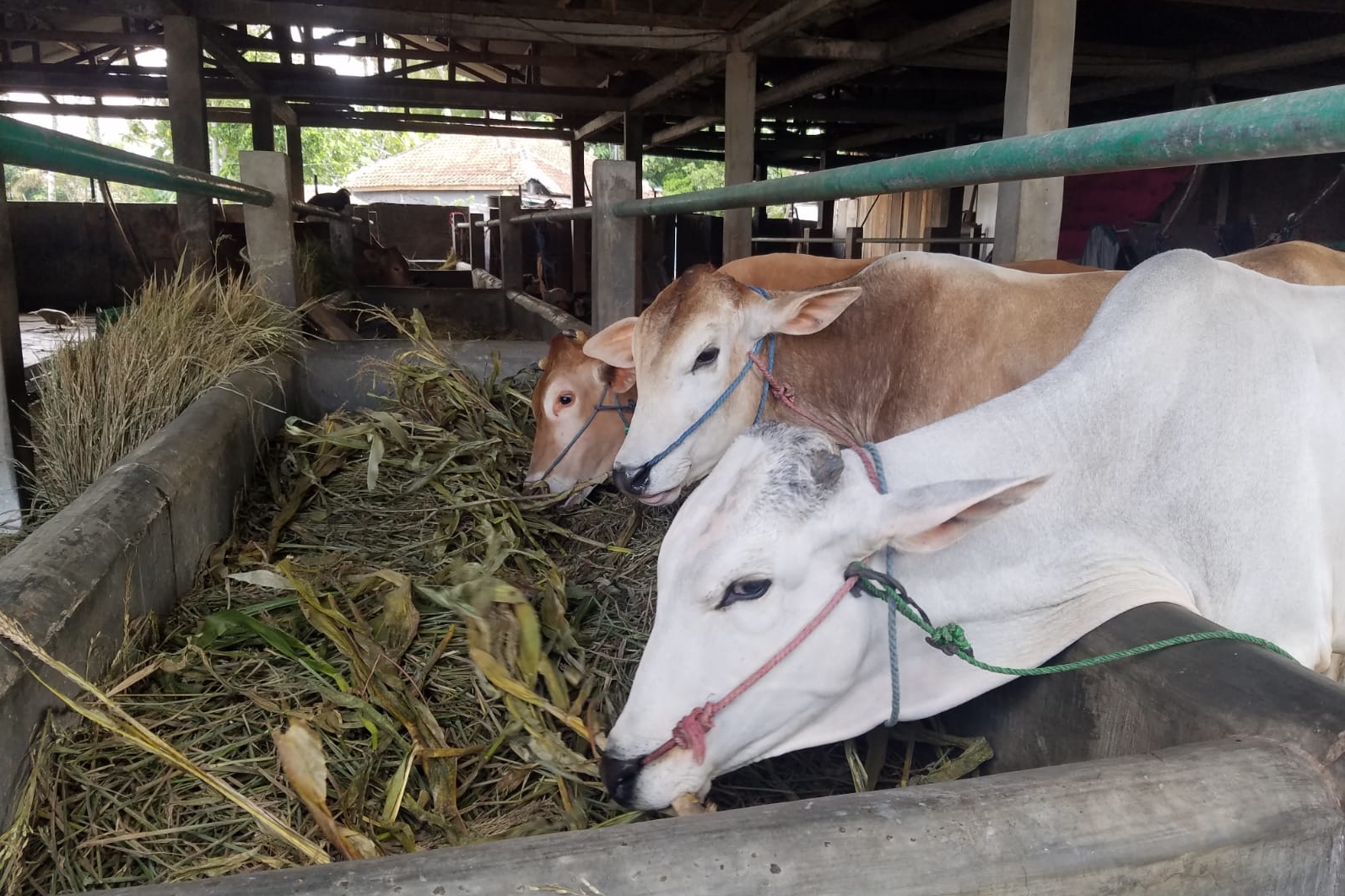 Seorang peternak sapi di Tasikmalaya memberikan pakan jerami, termasuk vitamin, untuk mengantisipasi serangan wabah PMK.