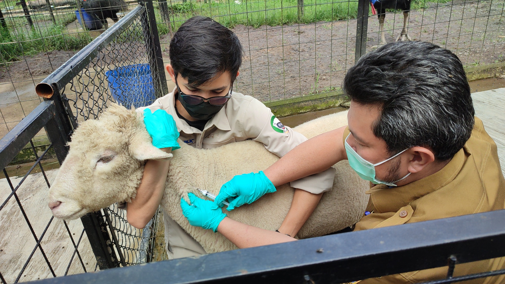  Seekor domba di tempat wisata Lembang Park and Zoo disuntik vaksin untuk mencegah penularan penyakit mulut dan kuku (PMK)