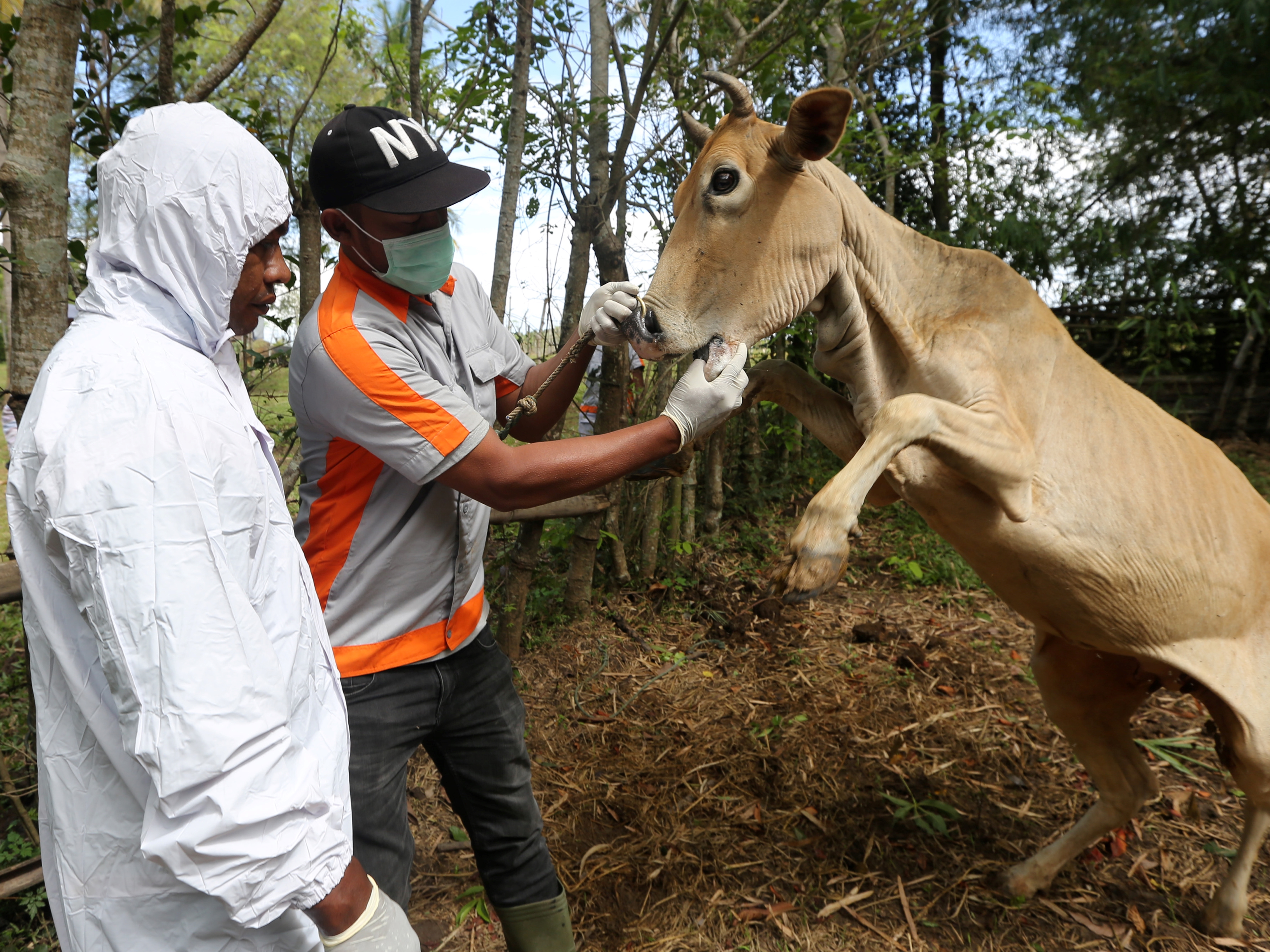 Petugas posko penanggulangan PMK Kabupaten Aceh Besar memeriksa kesehatan sapi yang terjangkit PMK di Blang Bintang, Aceh Besar.