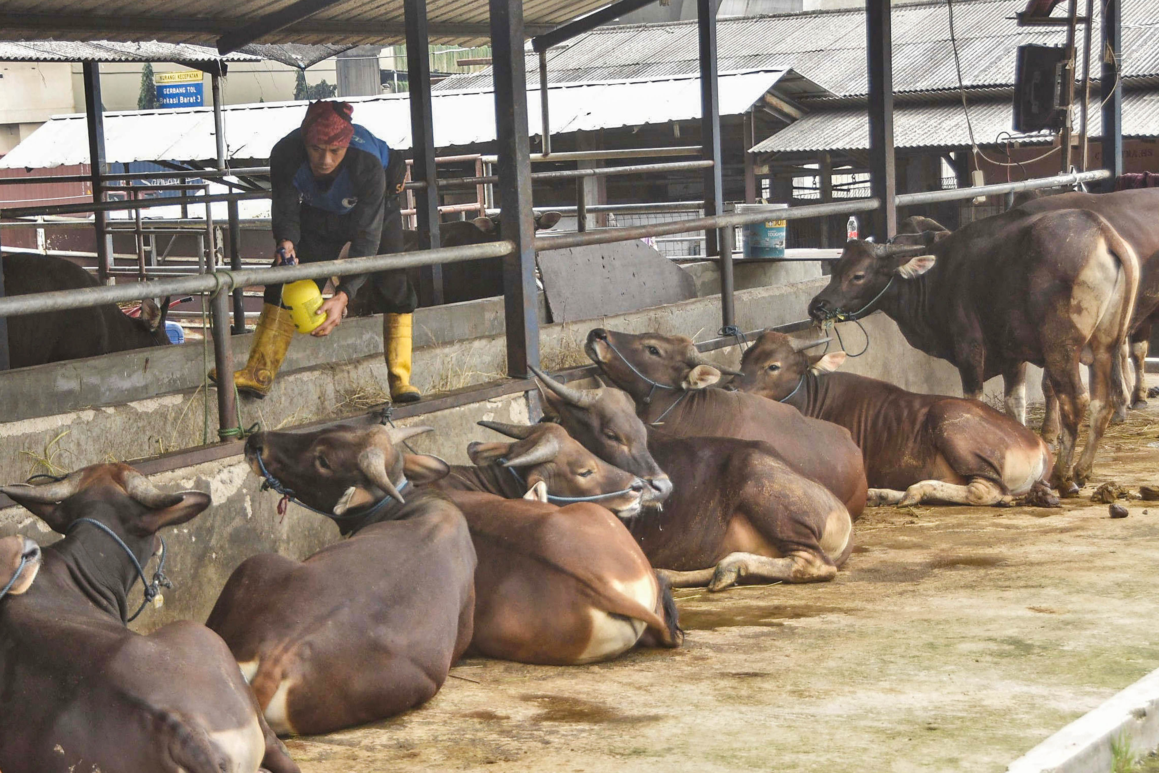 Sudah Menyebar ke 186 Daerah, Ini Rekomendasi IPB Tanggulangi PMK