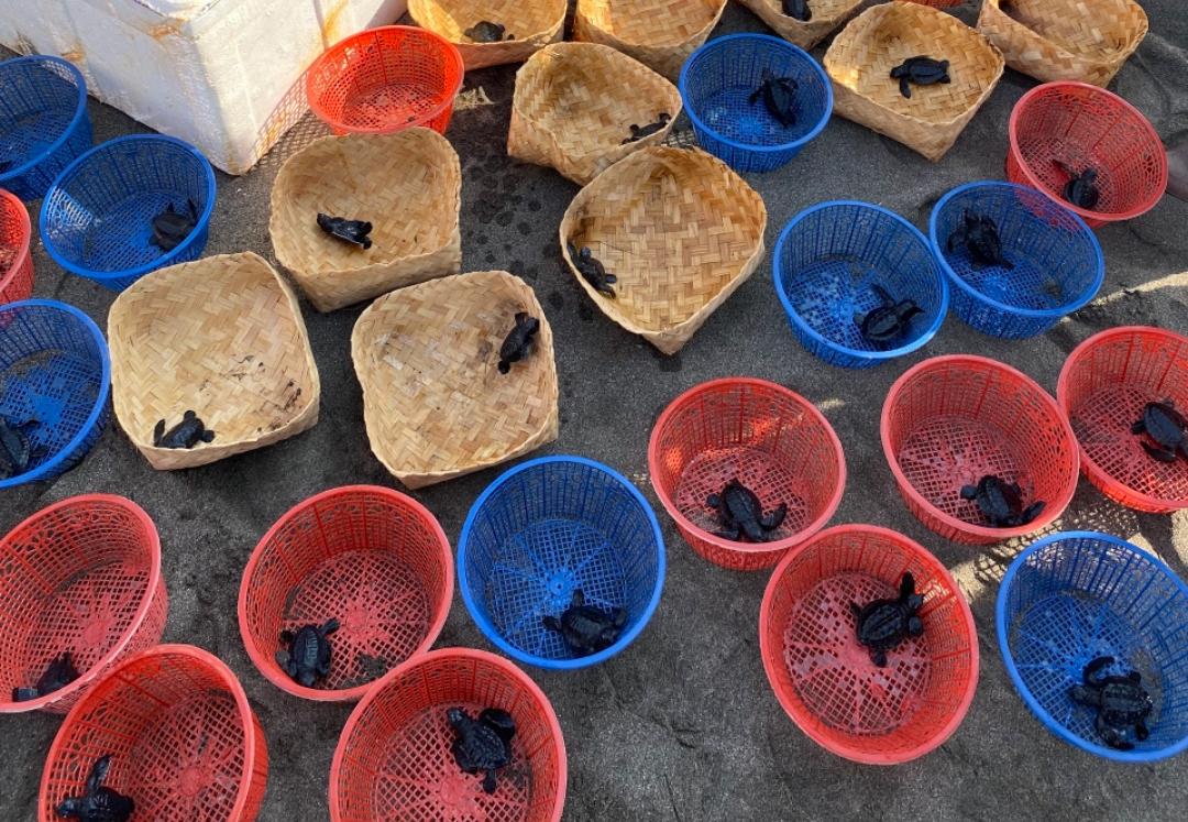 Pelepasliaran tukik di Kebumen.