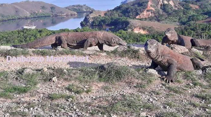 Taman Nasional Komodo 