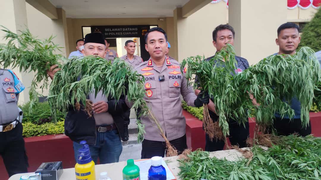 Polres Cianjur Temukan Ladang Ganja Seluas 10 Hektare