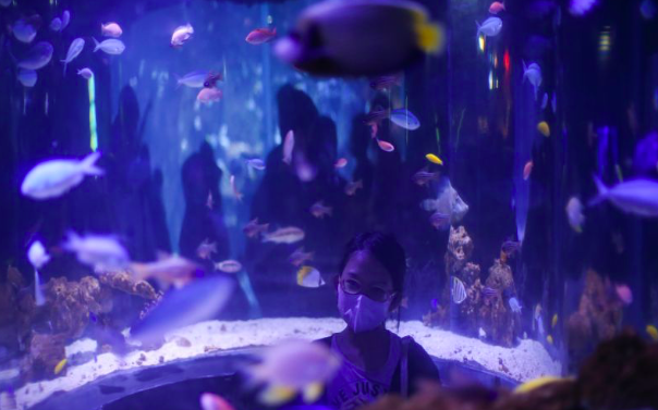 Pengunjung melihat ikan di Jakarta Aquarium dan Safari, Jakarta, Selasa (3/5/2022). 