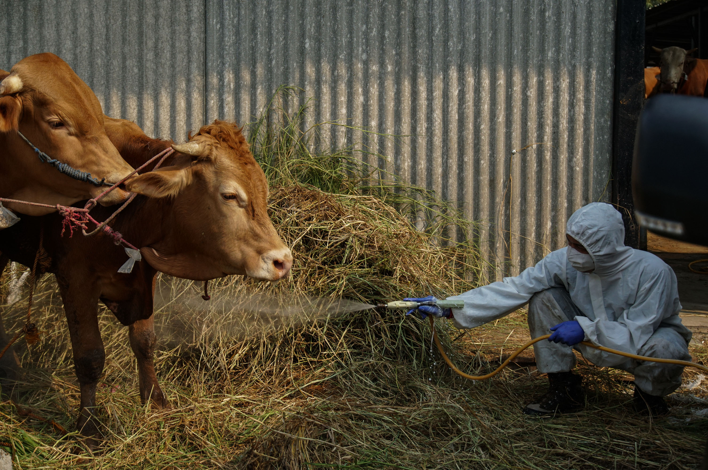 Satpol PP Semarang Bongkar Lapak Pedagang Jual Hewan Kurban Terpapar PMK