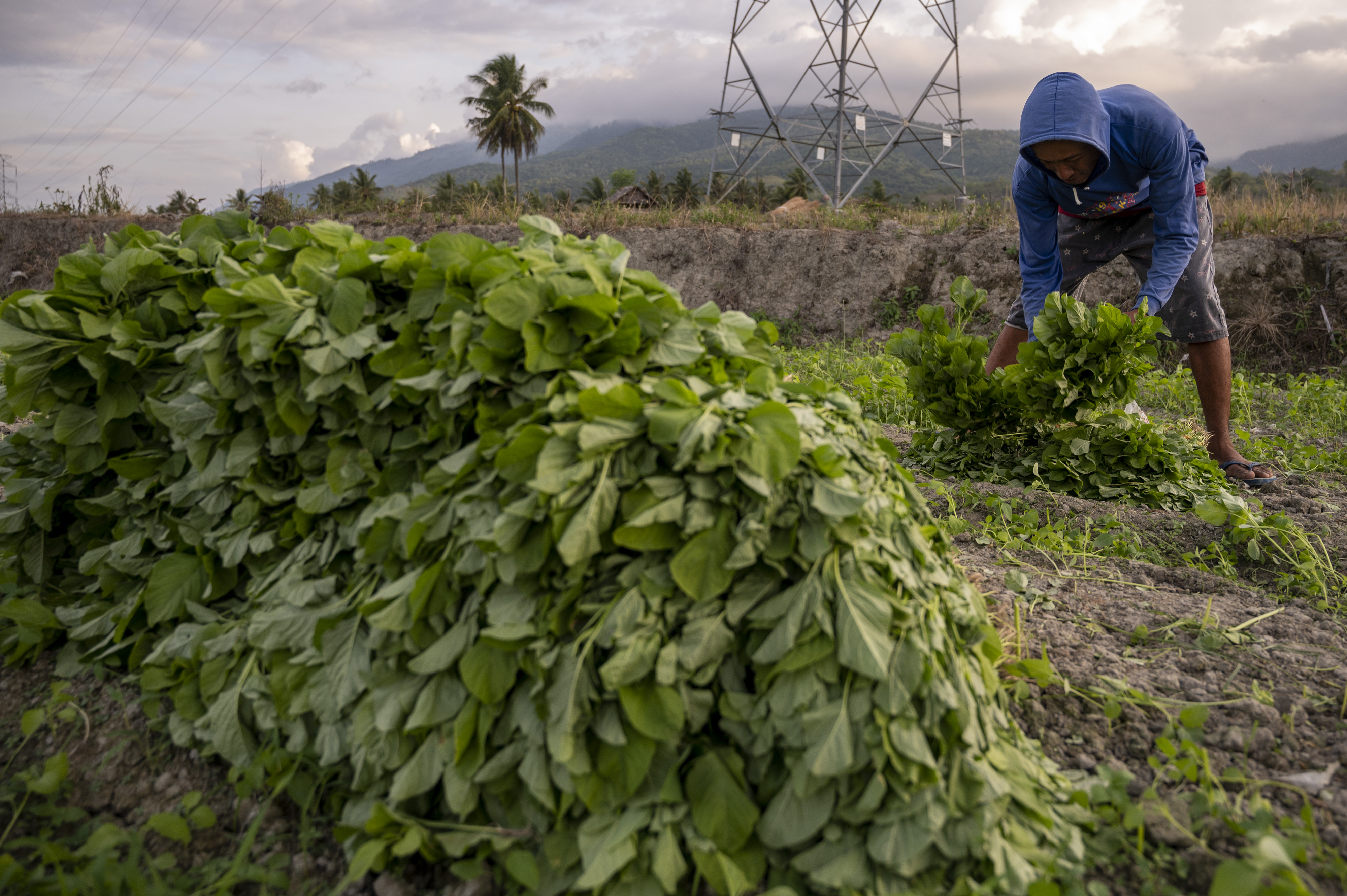  Petani mengumpulkan sayur bayam hasil panen di lahan bukaan baru Desa Porame, Sigi, Sulawesi Tengah, Kamis (9/6/2022). 
