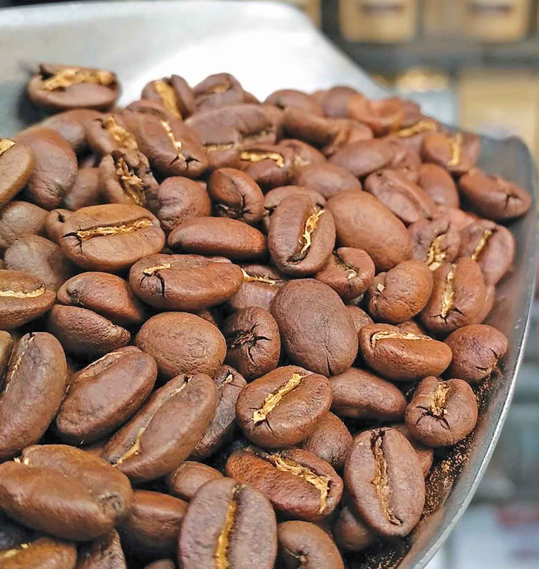Kopi Gayo yang sudah di Roasting.