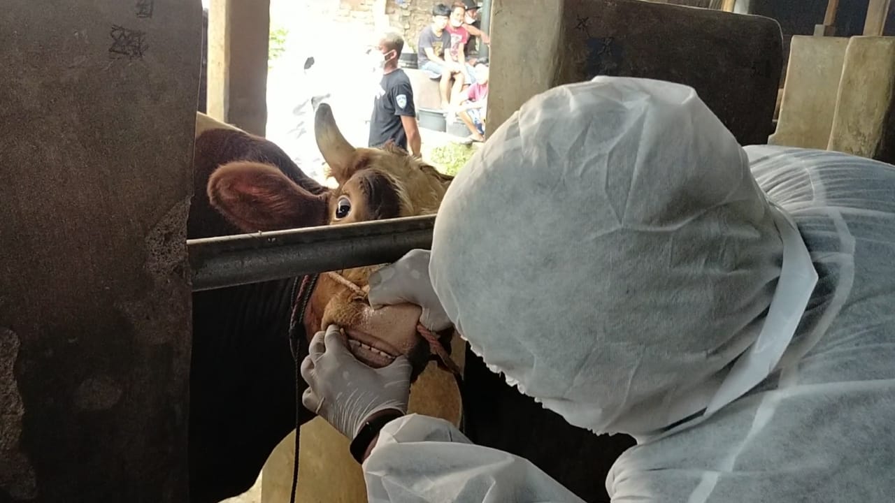 Ilustrasi Petugas Peternakan dan Perikanan Kabupaten Garut bersama dokter hewan