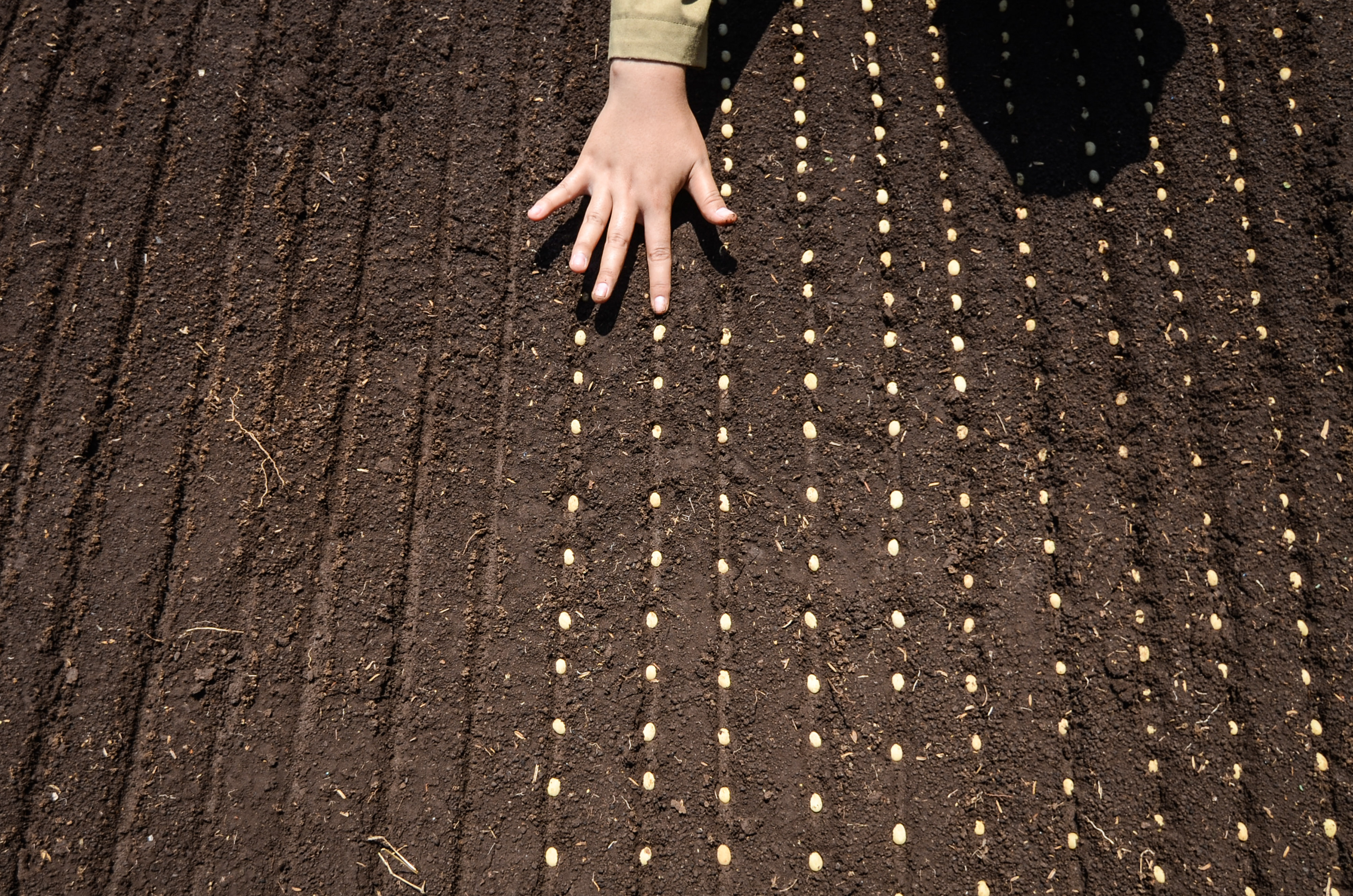 Siswa merawat tanaman kopi di Sumedang. 