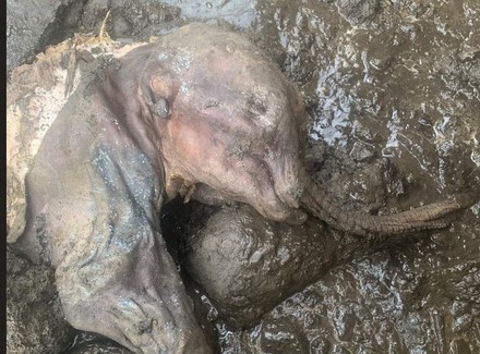 Bangkai Bayi Mamut/Gajah Purba