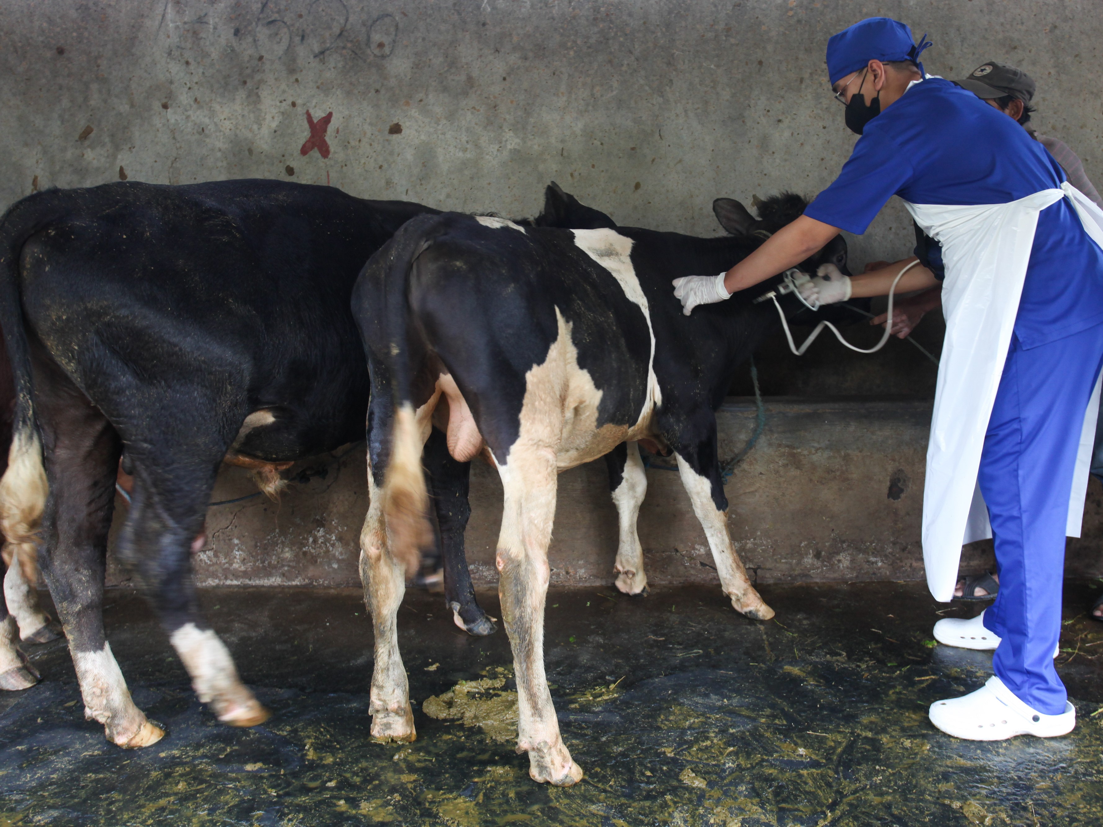 Petugas Dinas Ketahanan Pangan dan Pertanian Kota Surabaya menyuntikkan vaksin penyakit mulut dan kuku kepada hewan ternak sapi.