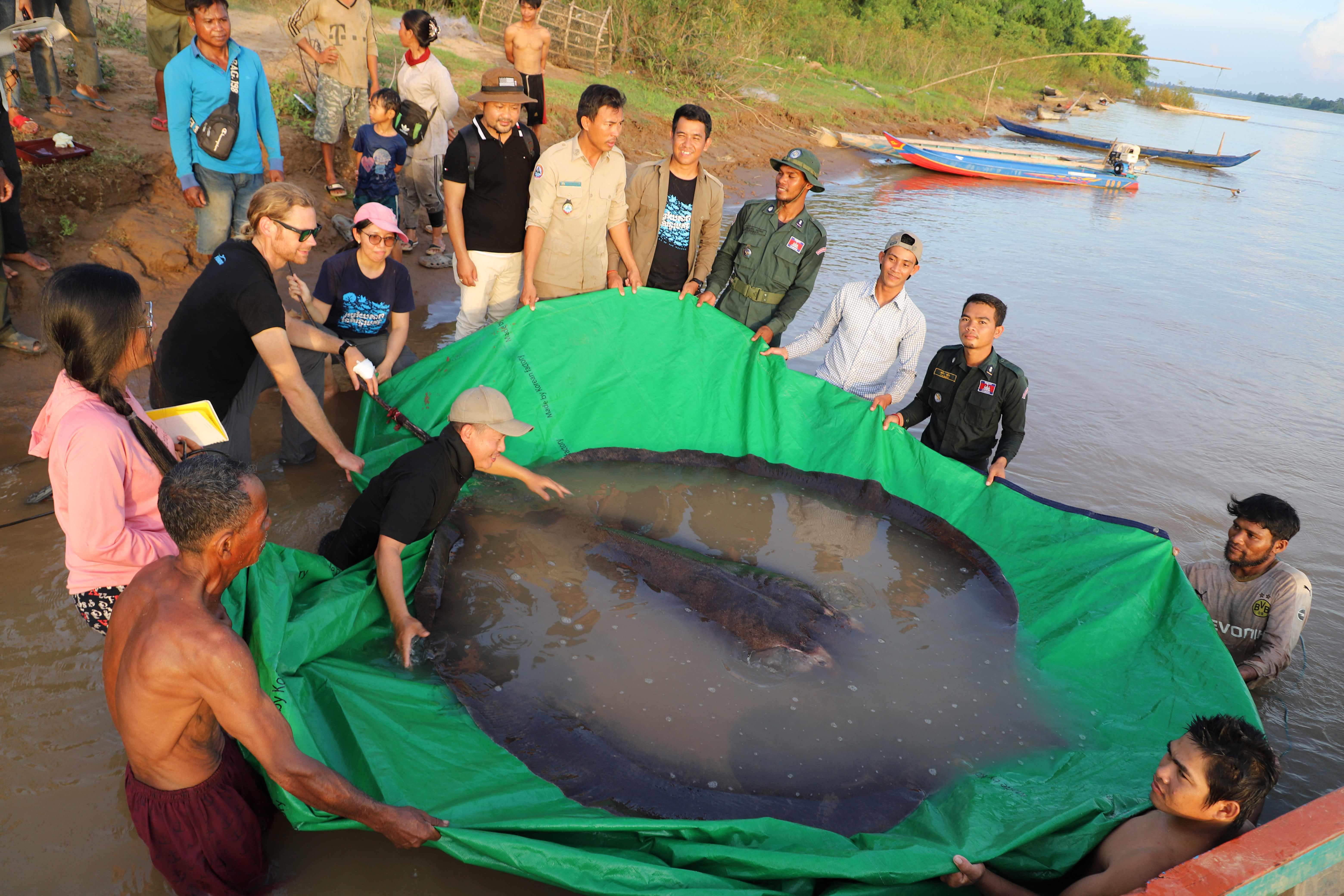 Ikan pari raksasa yang ditemukan di Sungai Mekong, Kamboja.