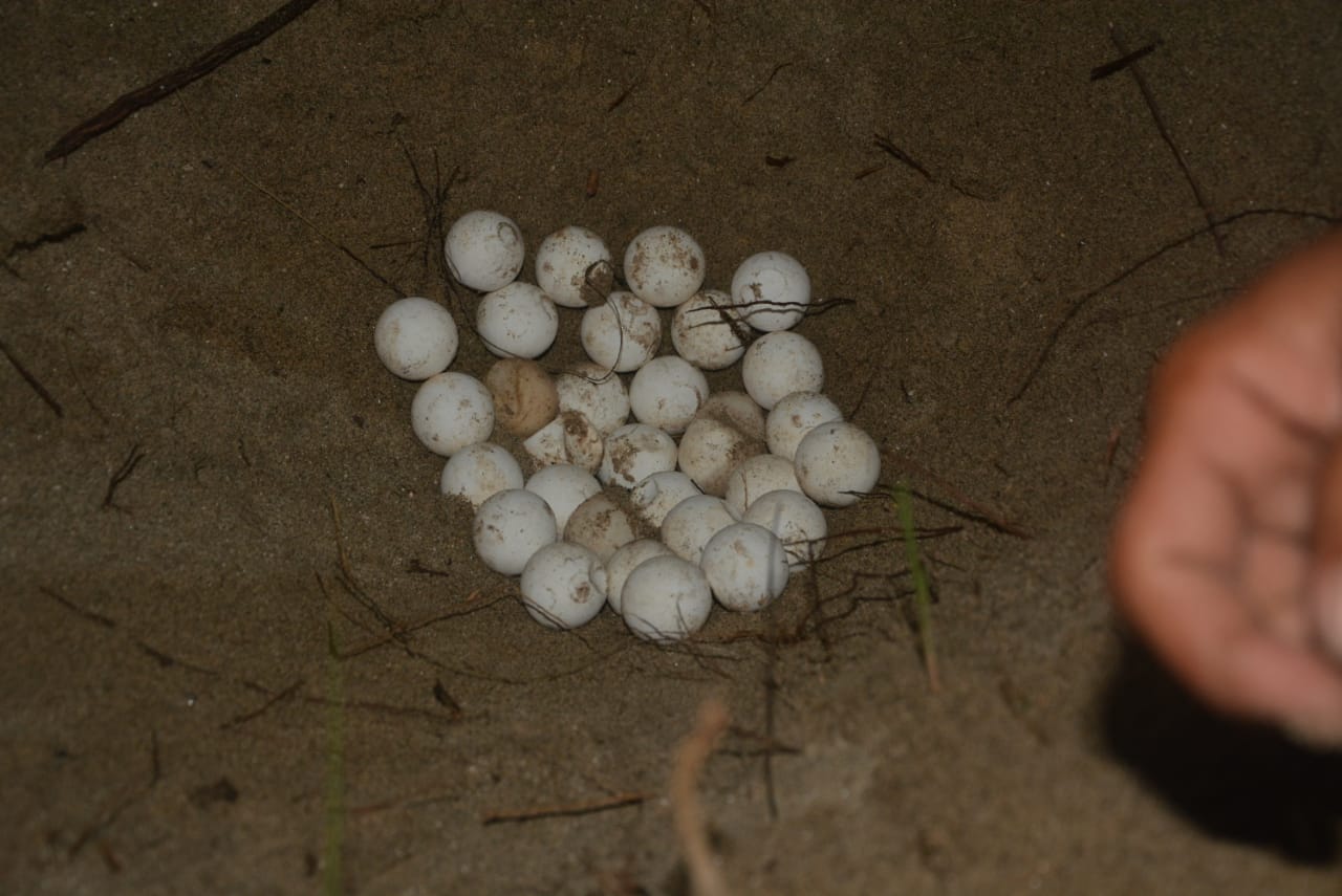 Ilustrasi telur penyu