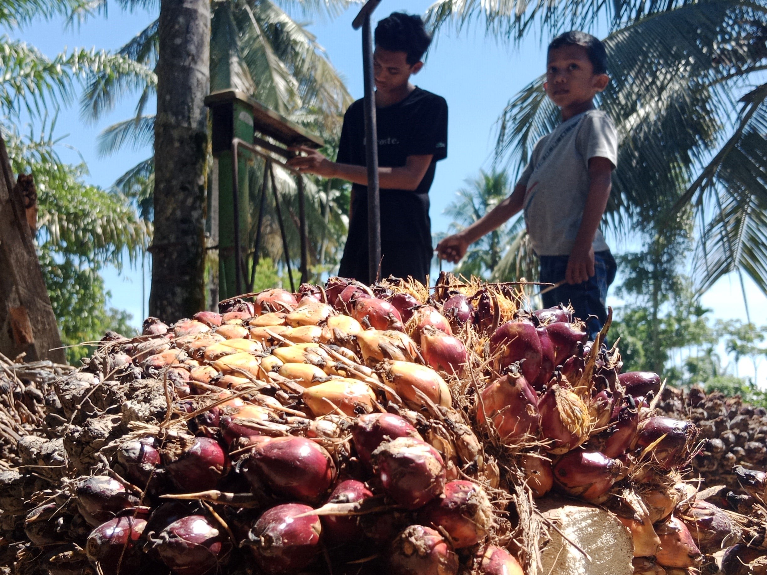 Warga sedang menimbang dengan timbangan sawit tandan buah segar di tempat pengimpul kawasan Desa Mesjid Pirak, Kecamatan Matangkuli, Aceh.