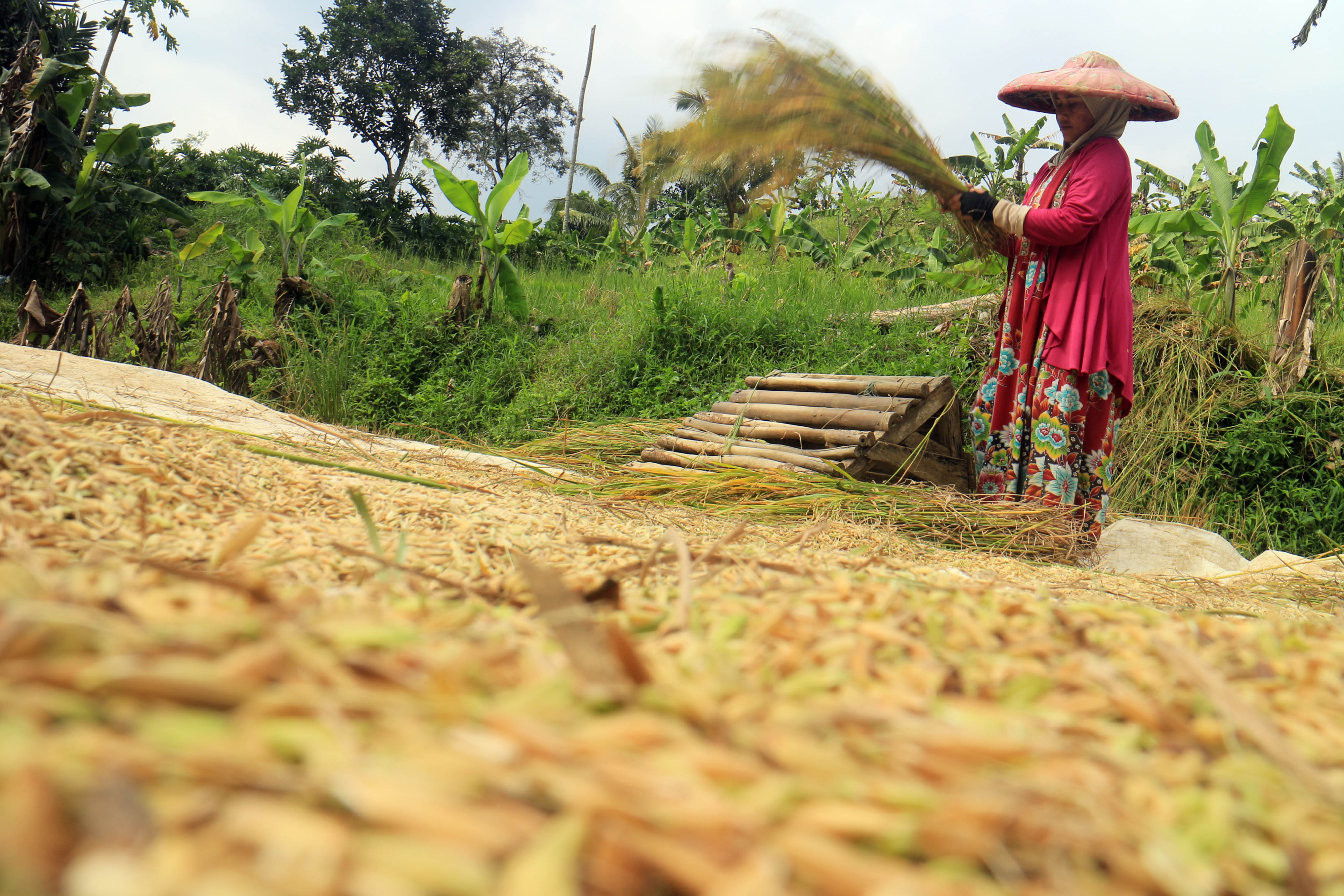 Petani memisahkan padi dari tangkainya secara tradisional di persaawahan kawasan Sentul, Kabupaten Bogor, Jawa Barat, Senin (20/6)
