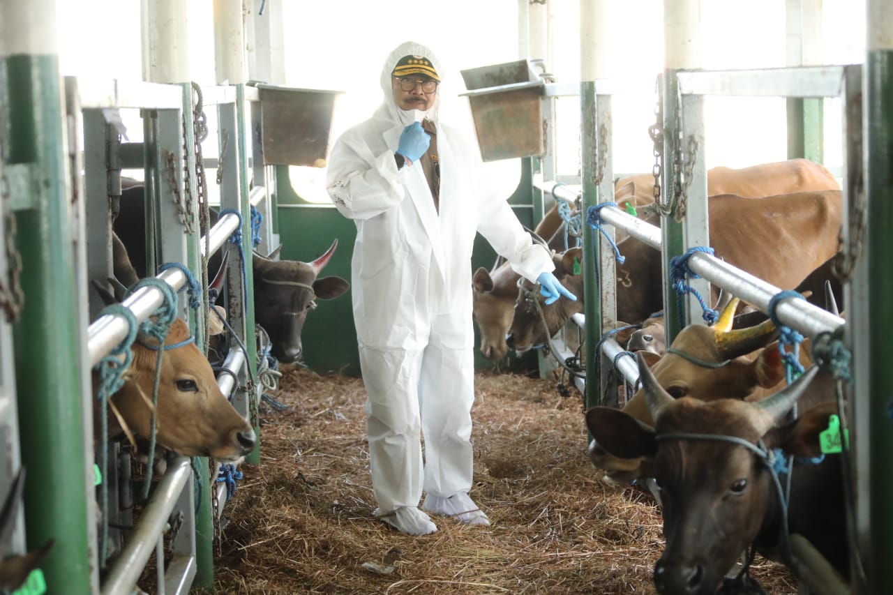 Mentan SYL langsung mengecek kondisi sapi yang tiba di di Pelabuhan Tanjung Priok Jakarta, Jumat (10/6).