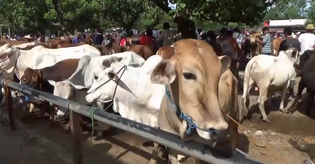 PMK Merebak di Ngawi, Peternakan Diminta tidak Panik