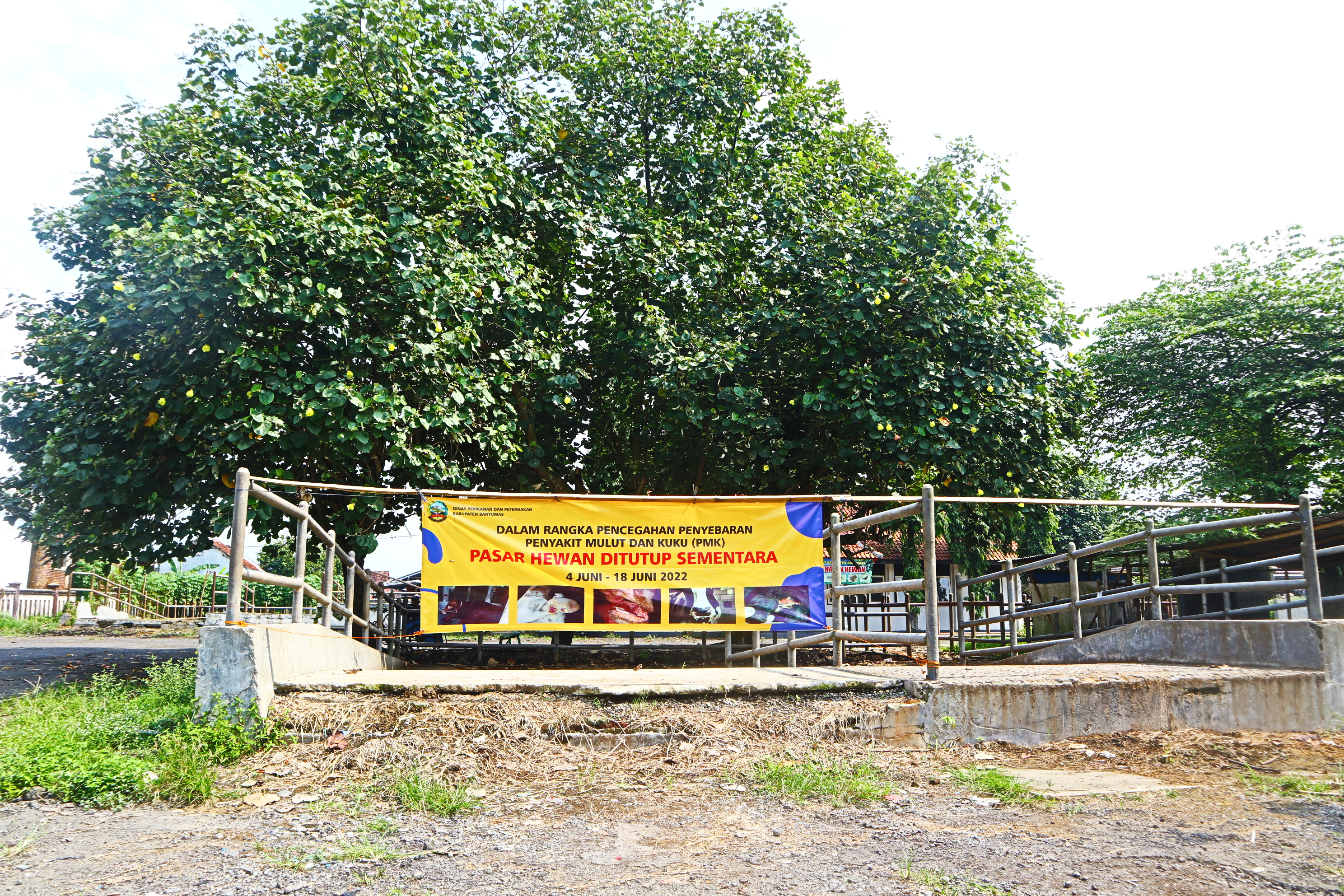Pasar Hewan Sokaraja di Kabupaten Banyumas, Jawa Tengah ditutup selama tiga pekan untuk menghindari penularan penyakit mulut dan kuku (PMK) 