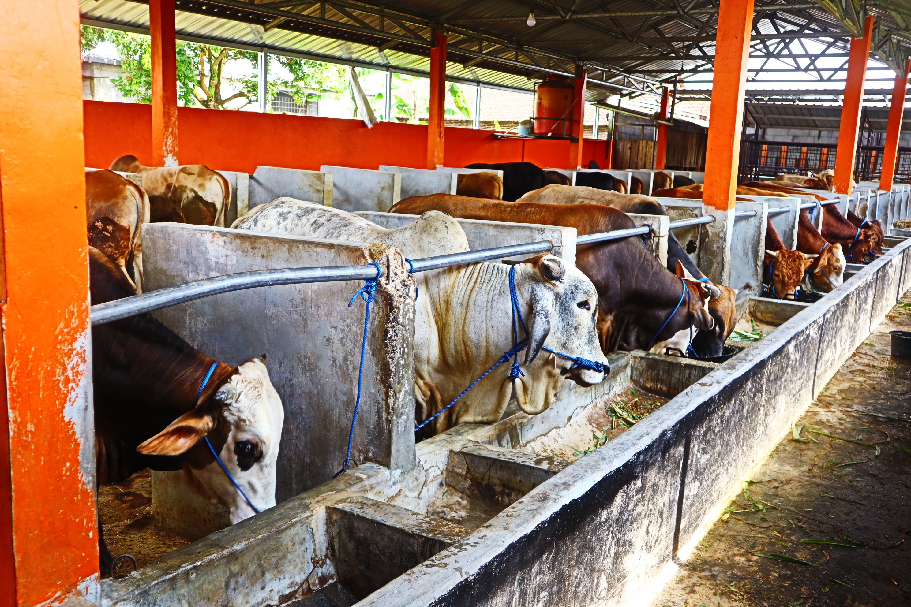 Daerah di Jawa Tengah Mulai Tetapkan Darurat PMK