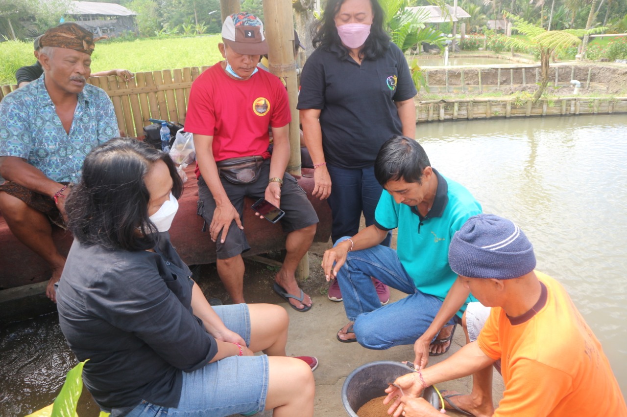 Tim akademisi dari Universitas Warmadewa mengajarkan bagaimana cara mencerahkan warna ikan koi secara alami